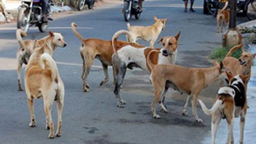 কুকুর নিয়ন্ত্রণে ৭ লাখ টাকা বাজেট ডিএসসিসির