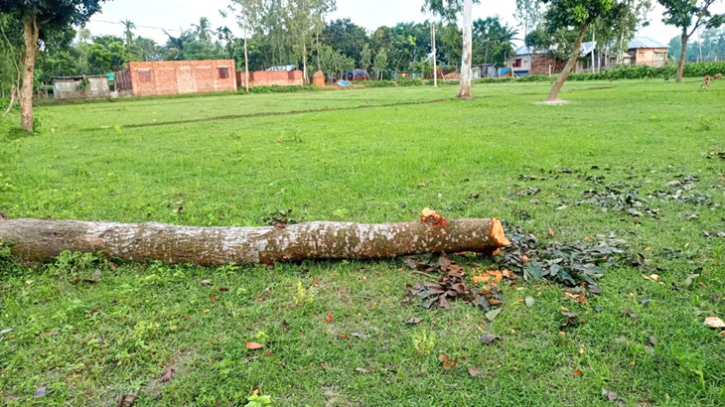বীরগঞ্জে জমি দখলকে কেন্দ্র করে গাছ কর্তন ও প্রাণনাশের হুমকি