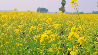 শার্শায় লক্ষ্যমাত্রা ছাড়িয়ে সরিষা আবাদ
