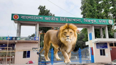 খাঁচা ছাড়া সিংহকে নিরাপদে ফিরিয়ে নিলো কর্তৃপক্ষ