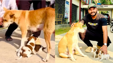 সন্তানহারা মা কুকুর পেলো নতুন দুই ছানা