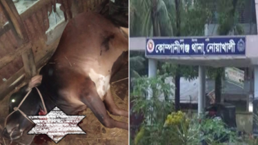 গরুর সঙ্গে শত্রুতা, গোয়ালঘরে দুটি জবাই