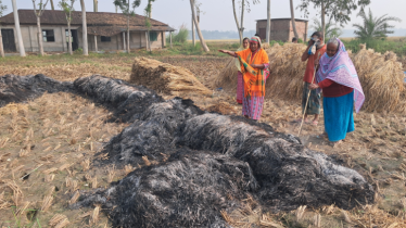 বাগাতিপাড়ায় দুর্বৃত্তের আগুনে কৃষকের ধানে পুড়ে ছাই