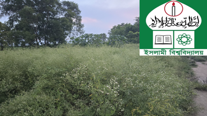 ইবিতে ছড়িয়ে পড়ছে বিষাক্ত পার্থেনিয়াম