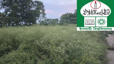 ইবিতে ছড়িয়ে পড়ছে বিষাক্ত পার্থেনিয়াম