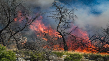 ফ্রান্সের মার্সেইয়ে ভয়াবহ দাবানল, আহত শতাধিক