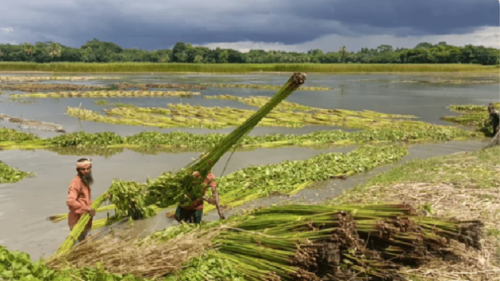 সালথায় পানির তীব্র সংকটে পাট চাষে ধস, চাষিদের আহাজারি