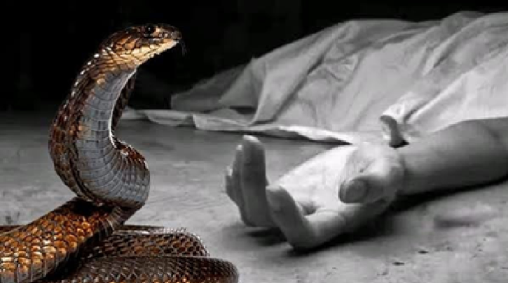 বাগাতিপাড়ায় সাপের কামড়ে বৃদ্ধার মৃত্যু