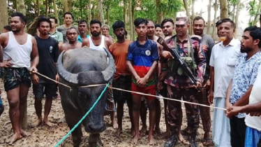 ভারতে চলে যাওয়া কোরবানির মহিষ ফেরত আনলো বিজিবি