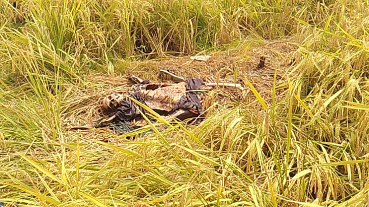 দিনাজপুরে ধান ক্ষেতে নারীর অর্ধগলিত লাশ