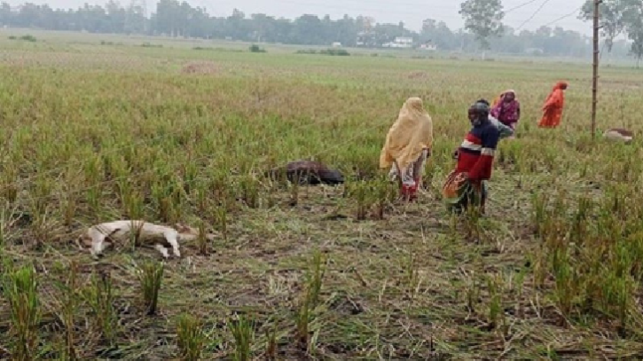 ঘাটাইলে বিদ্যুৎস্পৃষ্টে ৬ গরুর মৃত্যু