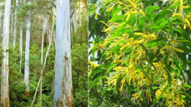 আকাশমনি ও ইউক্যালিপটাস গাছ রোপণ-বিক্রি নিষিদ্ধ