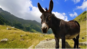 বিশ্ব ‘গাধা দিবস’ আজ 