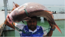 পদ্মায় ২৮ কেজির কাতল, বিক্রি অর্ধলক্ষে