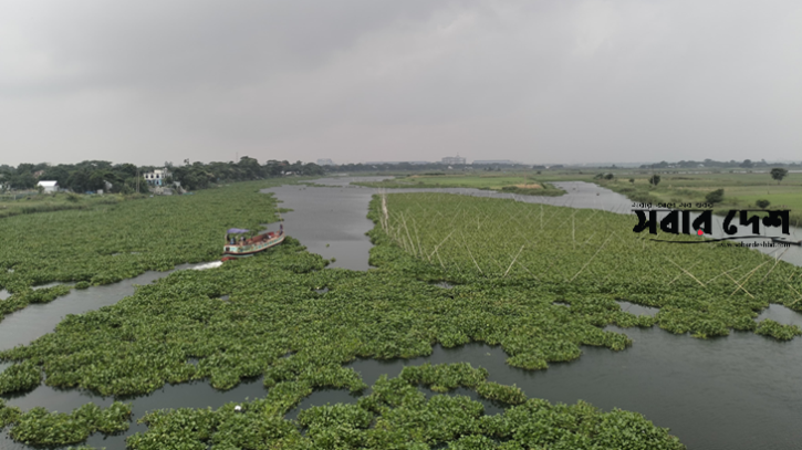 মেঘনায় ঝোপের রাজত্বে হারিয়ে যাচ্ছে দেশীয় মাছ