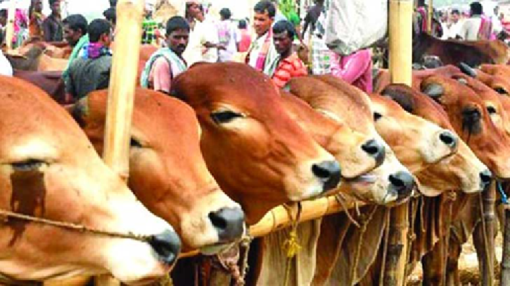 কুরবানির পশুর হাট রাজধানীর যেসব স্থানে কুরবানির পশুর হাট রাজধানীর যেসব স্থানে