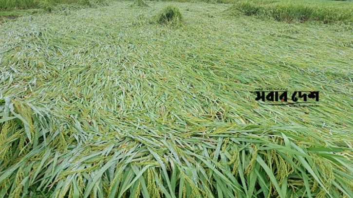 টানা বৃষ্টিতে ডুবেছে ধামইরহাটের রোপা ধান, কৃষকের মাথায় হাত