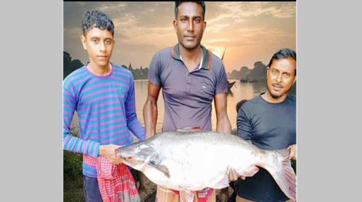 শার্শায় ইছামতিতে ধরা পড়লো ১৬ কেজির পাঙ্গাস