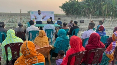 গাইবান্ধার চরাঞ্চলে রঙিন গাজরের বিপ্লব!