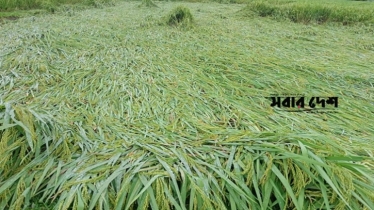 টানা বৃষ্টিতে ডুবেছে ধামইরহাটের রোপা ধান, কৃষকের মাথায় হাত