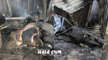 ‘আমারে শেষ কইরা লাইছে’— বুকফাটা আর্তনাদ কৃষাণীর