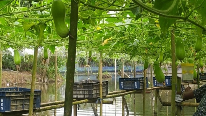 হোসেনপুরে মাচা পদ্ধতিতে সবজি চাষে কৃষকের ভাগ্য বদল