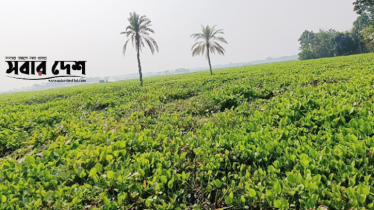 শার্শায় কচুরিপানায় ডুবে আছে হাজার বিঘা চাষের জমি