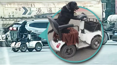 স্কুটার চালাচ্ছে কুকুর! অবিশ্বাস্য ভিডিও ভাইরাল