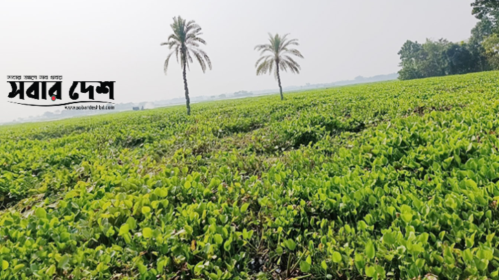 শার্শায় কচুরিপানায় ডুবে আছে হাজার বিঘা চাষের জমি
