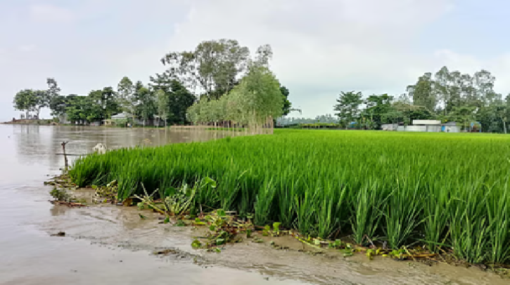 তিস্তার পানি কুড়িগ্রামে বিপৎসীমার ওপরে