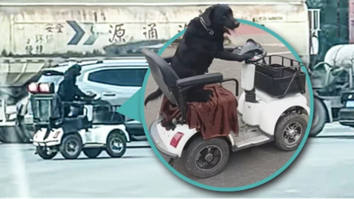 স্কুটার চালাচ্ছে কুকুর! অবিশ্বাস্য ভিডিও ভাইরাল