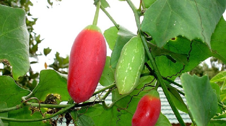 ওষুধি গুণে সমৃদ্ধ ‘তেলাকুচা’