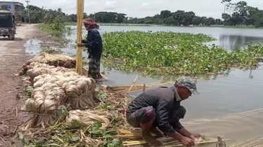 শার্শায় পাটের বাম্পার ফলন, আঁশের দাম কমলেও পাটখড়ির দাম আকাশছোঁয়া