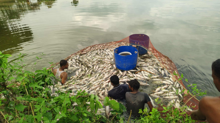 নাটোরে সাবেক এমপির দীঘিতে বিষ প্রয়োগে মাছ নিধন