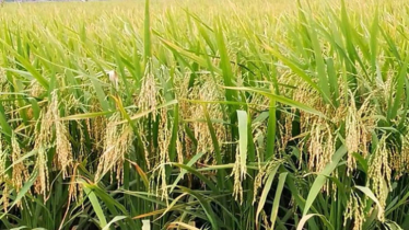 সবুজে মোড়া শার্শা-বেনাপোল, বোরো ধানে হাসির আভাস কৃষকের মুখে