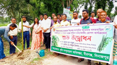 বীরগঞ্জে সজিনা চারা রোপণ কার্যক্রমের উদ্বোধন
