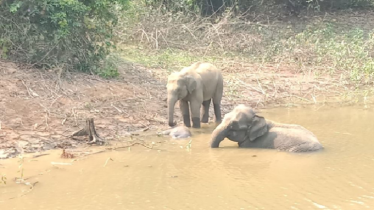 মানুষের তাড়ায় শাবকের মৃত্যু, পাশে বসে কাঁদলো মা হাতি