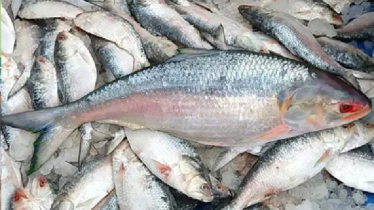 স্বাদ ঠিক রেখে ইলিশ বাড়াতে নতুন গবেষণার তাগিদ স্বাদ ঠিক রেখে ইলিশ বাড়াতে নতুন গবেষণার তাগিদ