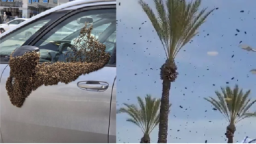 মিসাইল নয়, মৌমাছির দখলে ইসরায়েল