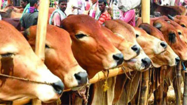 রাজধানীতে এবার ২৬টি পশুর হাট বসবে