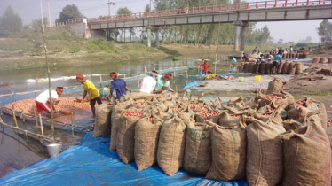ফুলবাড়ীতে বস্তা সংকটে পড়ে যাচ্ছে আলুর দাম
