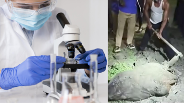 টাঙ্গাইলের নারীকে শ্বাসরোধে হত্যা, ধর্ষণের আলামত মেলেনি