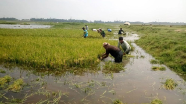 সুনামগঞ্জে বজ্রপাতে শিক্ষার্থীসহ ৪ জনের মৃত্যু, আহত ৩