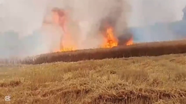 বাগাতিপাড়ায় খড় পোড়ানোর আগুনে ১৫ বিঘা গম পুড়ে ছাই