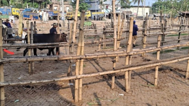 যশোরের পশুহাটে দরপত্রের ধস নামাতে সিন্ডিকেটের বাধা