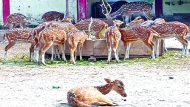 বিক্রি ও মৃত্যুর হিসাব বাদ দিয়েও কম ৩টি, কোথায় গেলো হরিণ? বিক্রি ও মৃত্যুর হিসাব বাদ দিয়েও কম ৩টি, কোথায় গেলো হরিণ?