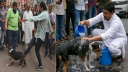 সেই কুকুরকে গোসল করালেন নাসীরউদ্দিন পাটওয়ারী!