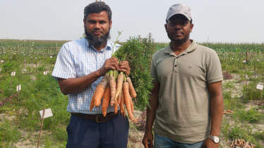 ব্রম্মপুত্র চরে গবেষকদের ট্রায়ালে রঙিন গাজর চাষে সফল কৃষক ব্রম্মপুত্র চরে গবেষকদের ট্রায়ালে রঙিন গাজর চাষে সফল কৃষক