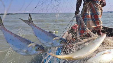 মধ্যরাত থেকে চাঁদপুরে দুই মাস মাছ ধরা নিষিদ্ধ