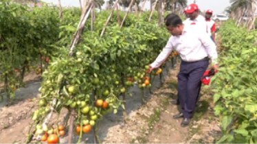 যশোরে ২৬ ফসলের ১২৯ জাতের উচ্চ ফলনশীল সবজির ক্রপশো যশোরে ২৬ ফসলের ১২৯ জাতের উচ্চ ফলনশীল সবজির ক্রপশো